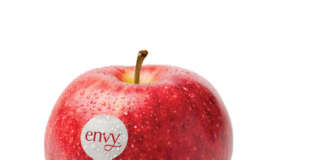 La mela envy commercializzata dai consorzi VOG e VI.P arriva alla nuova stagione con maggiori quantitativi: superano le 4 mila tonnellate
