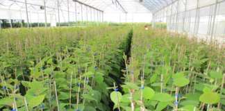 Geoplant Vivai fa crescere la pianta del kiwi in serra in ambiente protetto. Il frutto non viene esposto agli eventi atmosferici, quali acqua, grandine o vento