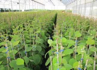 Geoplant Vivai fa crescere la pianta del kiwi in serra in ambiente protetto. Il frutto non viene esposto agli eventi atmosferici, quali acqua, grandine o vento