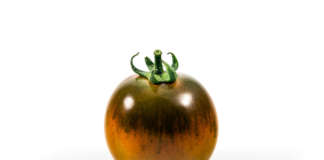 Il pomodoro Camone sviluppato da Syngenta garantisce il consumatore che il prodotto è coltivato esclusivamente da 4 aziende agricole autorizzate e totalmente tracciabile