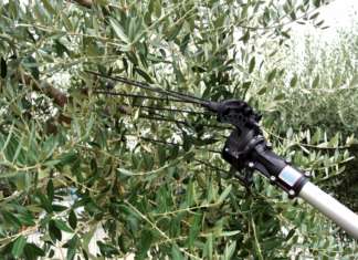 Hercules, abbacchiatore elettrico prodotto da Campagnola per la raccolta delle olive. Viene ora proposto in due nuove versioni: Linea 58 e Linea Eco