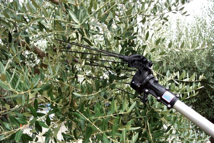 Hercules, abbacchiatore elettrico prodotto da Campagnola per la raccolta delle olive. Viene ora proposto in due nuove versioni: Linea 58 e Linea Eco
