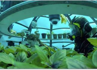 Con il progetto Orto di Nemo il basilico cresce in biosfere di metacrilato, poste a quasi dieci metri di profondità nel Mar Ligure, vicino a Noli