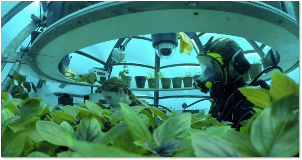 Con il progetto Orto di Nemo il basilico cresce in biosfere di metacrilato, poste a quasi dieci metri di profondità nel Mar Ligure, vicino a Noli