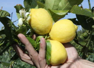 Con il limoneto sperimentale in Val Trebbia, il più alto d'Europa, Polenghi valorizza la produzione del territorio piacentino