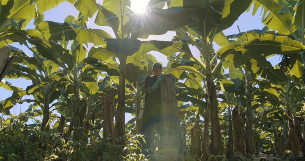 Una piantagione di banane. Chiquita cura particolarmente i rapporti con le comunità locali che sostiene con salari superiori a quelli di mercato