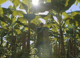 Una piantagione di banane. Chiquita cura particolarmente i rapporti con le comunità locali che sostiene con salari superiori a quelli di mercato