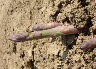 Geoplant Vivai amplia l'offerta con l'asparago richiesto dal mercato europeo, e da quello italiano