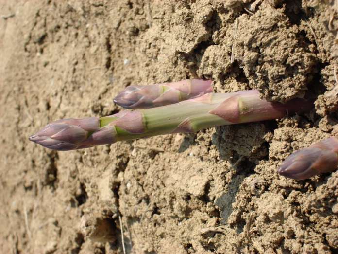Geoplant Vivai amplia l'offerta con l'asparago richiesto dal mercato europeo, e da quello italiano
