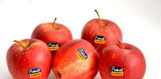Il clima favorevole ha esaltato le qualità di Evelina, la varietà di mela club di Melinda