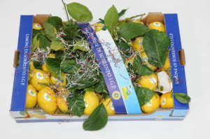 Limoni di Sorrento Igp prodotti e distribuiti dall'azienda La Costiera