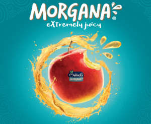 La mela Morgana si distingue per la succosità e la lunga shelf-life