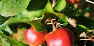 Galbusera Bianca produce 120 varietà di mele, di cui molte sono antiche cultivar