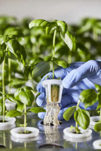 Basilico prodotto da ONO Exponential Farming, azienda hi-tech focalizzata sulla vertical farming