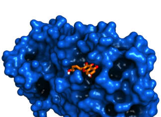 La quercetina (in arancione) inibisce una delle proteine fondamentali per la replicazione del virus e blocca la replicazione del coronavirus