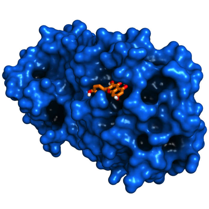 La quercetina (in arancione) inibisce una delle proteine fondamentali per la replicazione del virus e blocca la replicazione del coronavirus