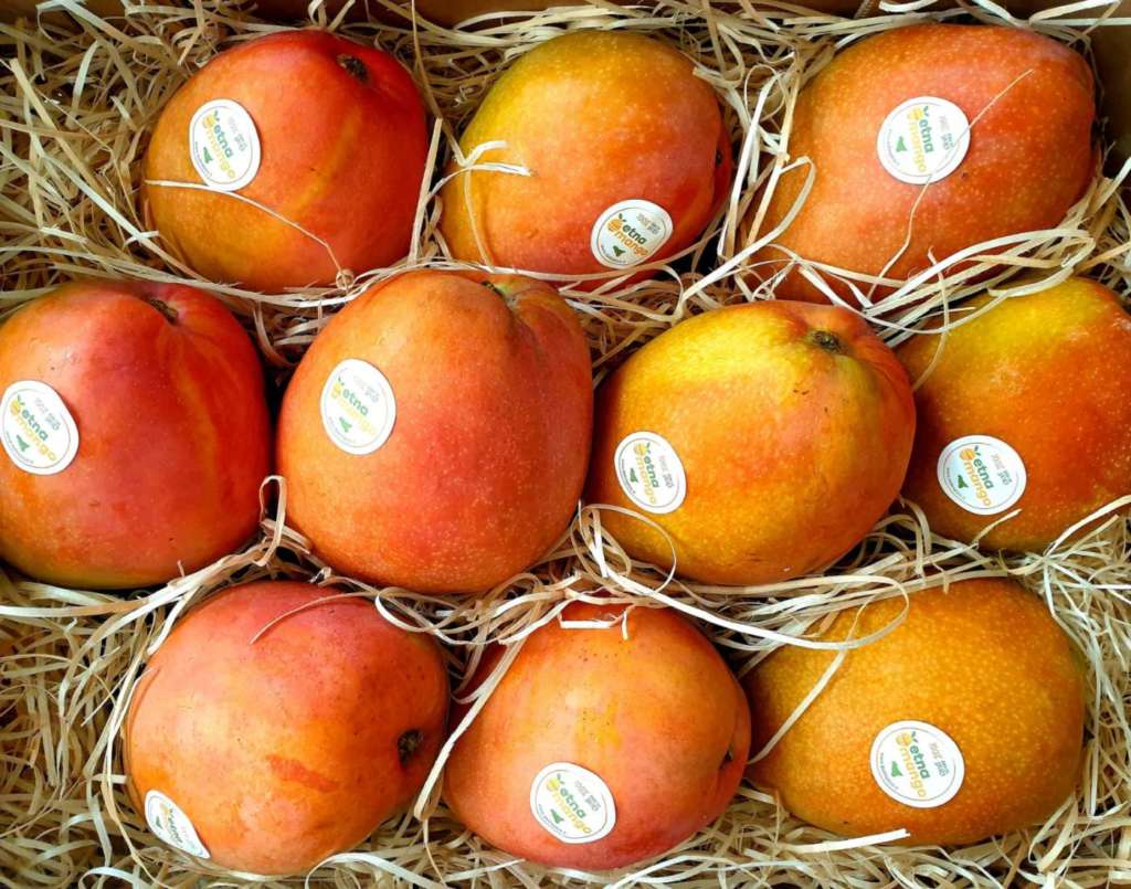 Etna Mango, mango made in Sicilia