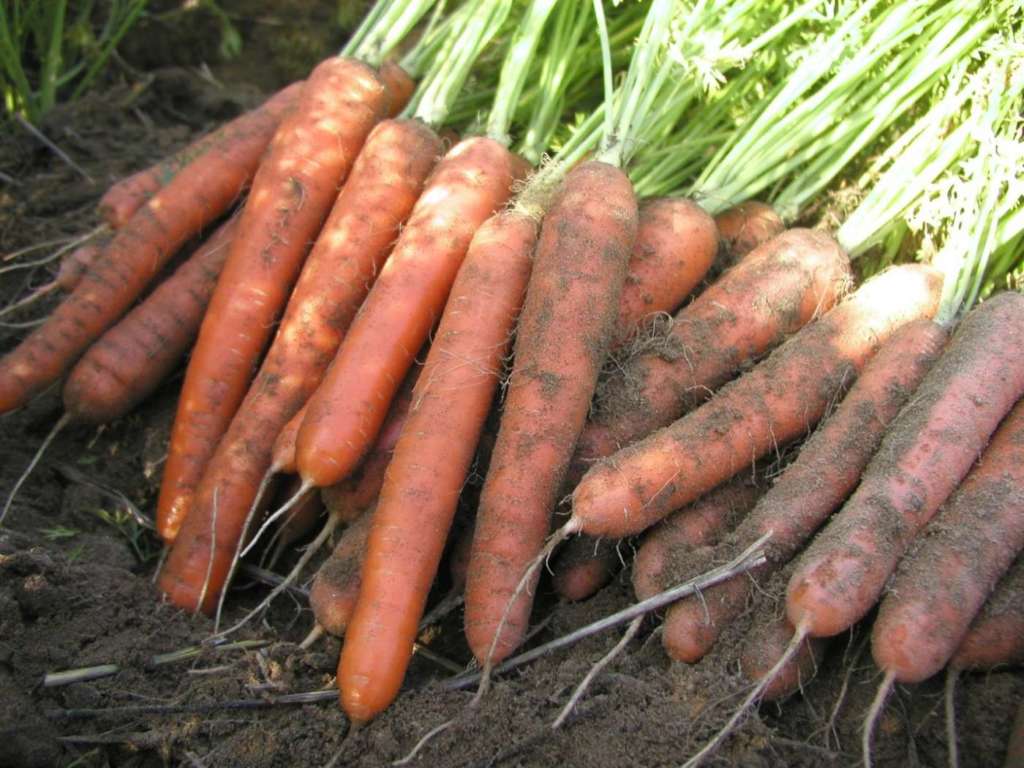 La nuova varietà di carota Allyance_F1 proposta da BASF Vegetable Seeds