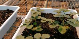 Excalibur, test su patogeni di piante di fragole e pomodori in serra