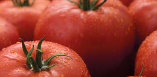 Il Tomato Brown Rugose Fruit Virus colpisce pomodoro e peperone