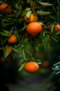 Clementine Unifrutti Distribution