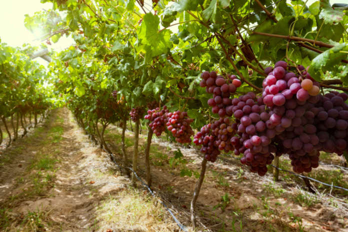 La produzione di uva da tavola seedless è uno dei business di Unifrutti Distribution in Italia