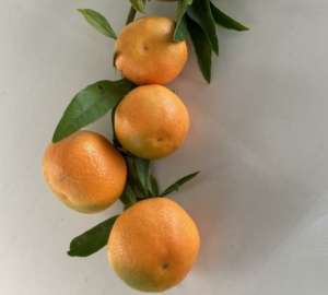 Clementine prodotte dalla Op Armonia