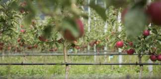 Procede senza difficoltà il piano di decumulo del Consorzio Vog, con ottimi riscontri per la qualità del raccolto delle mele