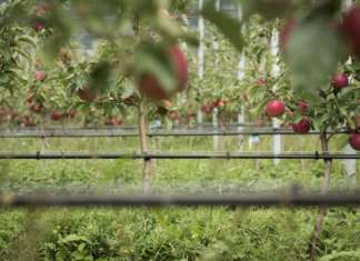 Procede senza difficoltà il piano di decumulo del Consorzio Vog, con ottimi riscontri per la qualità del raccolto delle mele
