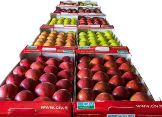 Civ sviluppa importanti programmi di miglioramento genetico del melo