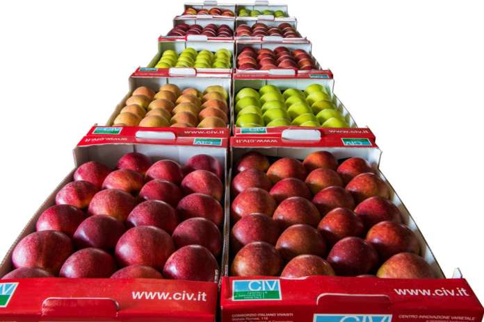 Civ sviluppa importanti programmi di miglioramento genetico del melo