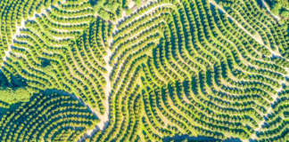 Foto aerea di un agrumeto Lusia