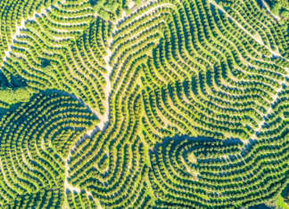 Foto aerea di un agrumeto Lusia