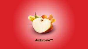 La scheda comunicativa della mela Ambrosia