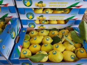 Limoni di Rocca Imperiale Igp prodotti da Joinfruit