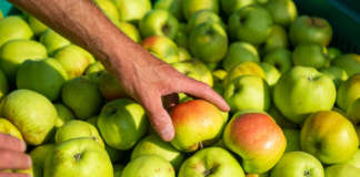 Ottima performance per le mele, a valore e a volume, che guidano le esportazioni italiane