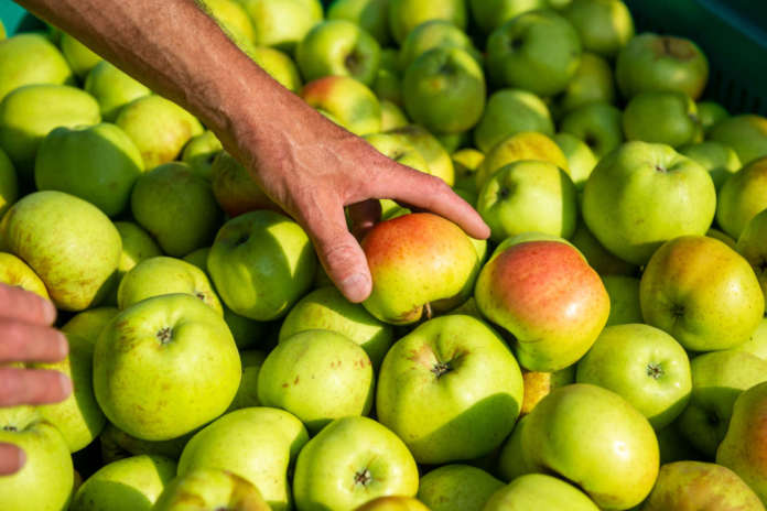 Ottima performance per le mele, a valore e a volume, che guidano le esportazioni italiane