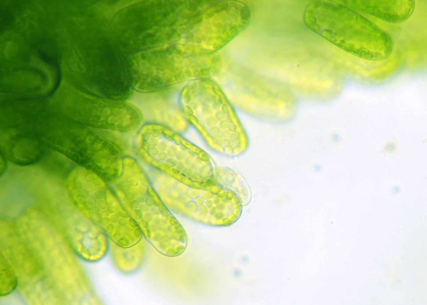 В клетках водорослей содержится