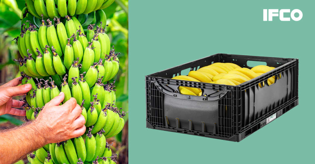 Ifco, la nuova cassetta per il trasporto delle banane