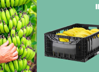 Ifco, la nuova cassetta per il trasporto delle banane