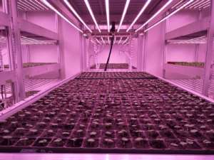 Start Up Ape, indoor vertical farming