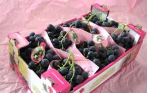 Lonigro commercializza diverse varietà d'uva, con semi e seedless
