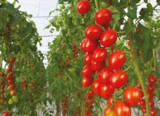 un focus sulle colture chiave per i mercati delle serre , come il pomodoro