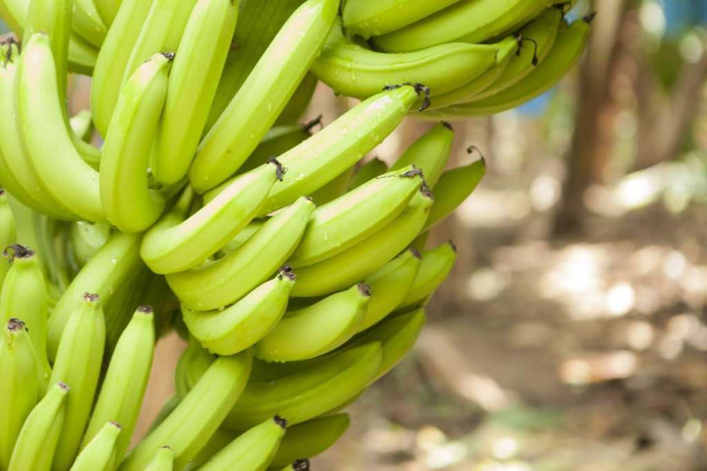 Ogni anno vengono consumati oltre 100 miliardi di banane nel mondo. Chiquita è il brand di riferimento