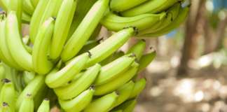 Ogni anno vengono consumati oltre 100 miliardi di banane nel mondo. Chiquita è il brand di riferimento