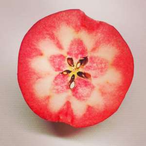 Kissabel, la mela a polpa rossa, commercializzata da Rivoira