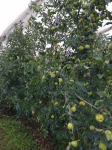 La sperimentazione della concimazione da matrici vegetali ha riguardato anche le mele