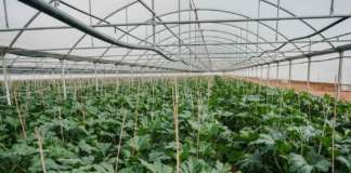 Perseverance RZ F1, lo zucchino di qualità resistente al virus Tomato Leaf Curl New Delh