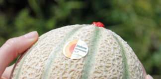 Melone Mantovano a marchio Igp