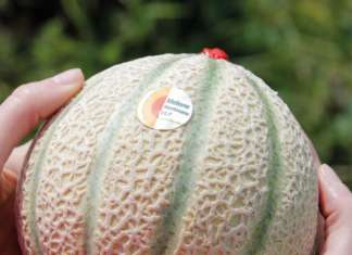 Melone Mantovano a marchio Igp